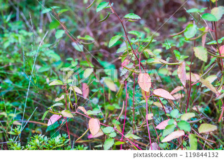 Grass and leaves wet with rain 119844132