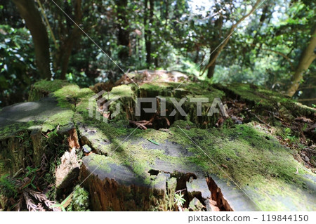 Climbing Mount Tsukuba in Ibaraki Prefecture in May 2024 Climbing Mount Tsukuba in Ibaraki Prefecture in May 2024 119844150