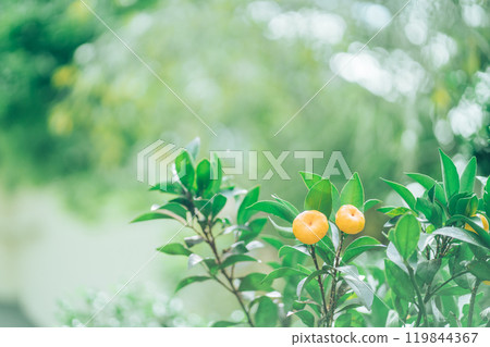 Freshly colored mandarin oranges growing on the tree Freshly colored mandarin oranges growing on the tree 119844367