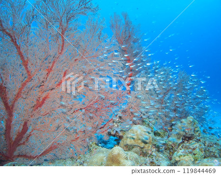 Isobana, blue sea and coral - Underwater photo 119844469
