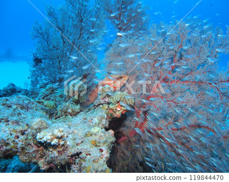 Isobana and tropical fish Yukatahata underwater photo Isobana and tropical fish Yukatahata underwater photo 119844470