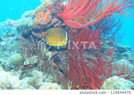 珊瑚，藍色的海和魚，蝴蝶魚，水下照片 119844476