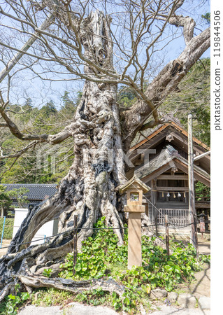 島根縣出雲市，名州神社的主人無垢樹 119844506