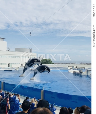 Orca show at Kobe Sea World Orca show at Kobe Sea World 119844652