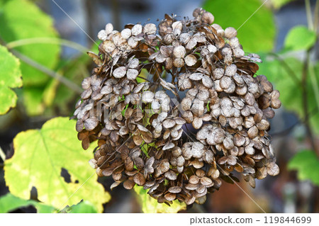 Withered hydrangea flowers 119844699