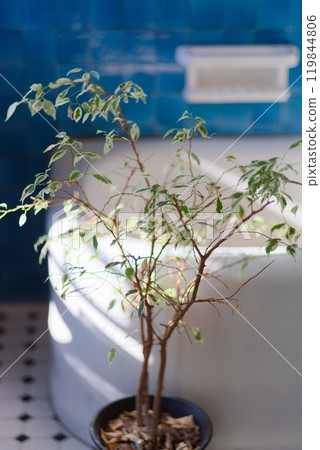 Bath time in a Western-style house, enjoying ornamental plants Bath time in a Western-style house, enjoying ornamental plants 119844806