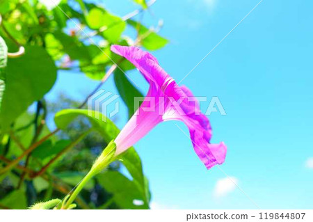Morning glory morning glory morning glory Morning glory morning glory morning glory 119844807
