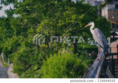 京都鴨川的夏天景色 京都鴨川的夏天景色 119844838