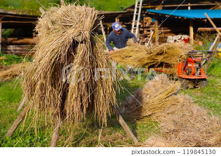A peaceful agricultural scene with rice racks standing A peaceful agricultural scene with rice racks standing 119845130
