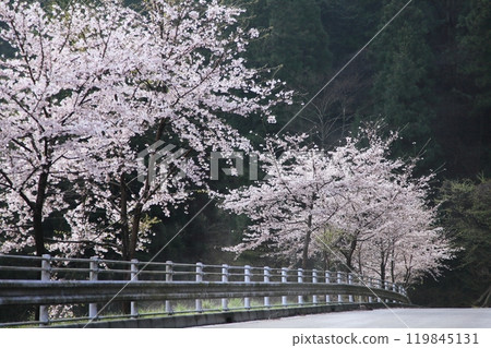 Pink cherry blossom trees blooming on the roadside Pink cherry blossom trees blooming on the roadside 119845131