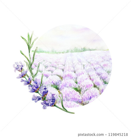 Lavender field and twig. Hand drawn watercolor illustration of Provencal flowers isolated. For birthday cards, wedding invitations, cosmetics labels. Lavender field and twig. Hand drawn watercolor illustration of Provencal flowers isolated. For birthday cards, wedding invitations, cosmetics labels. 119845218