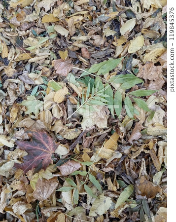 Photo beautiful autumn forest, park walk Photo beautiful autumn forest, park walk 119845376