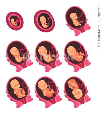 Embryonic month stage growth, fetal development vector flat infographic icons. Medical illustration of foetus cycle 119845399