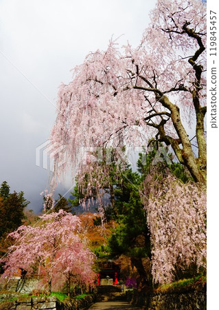 群馬縣妙義山、妙義神社櫻花盛開 群馬縣妙義山、妙義神社櫻花盛開 119845457
