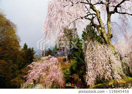 群馬縣妙義山、妙義神社櫻花盛開 群馬縣妙義山、妙義神社櫻花盛開 119845458