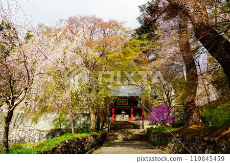 Myogi Shrine with cherry blossoms in bloom, Mount Myogi, Gunma Prefecture Myogi Shrine with cherry blossoms in bloom, Mount Myogi, Gunma Prefecture 119845459