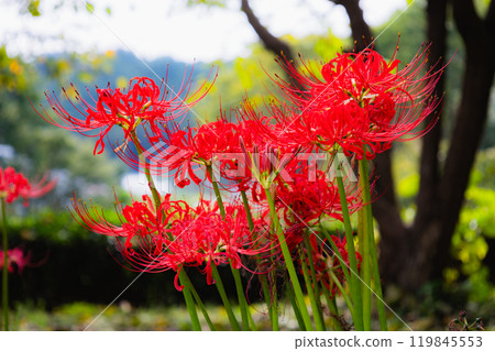 Okukuji Tea Village Park: Red spider lilies Okukuji Tea Village Park: Red spider lilies 119845553