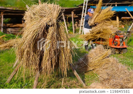 A peaceful scene of farmers working beside rice racks 119845581