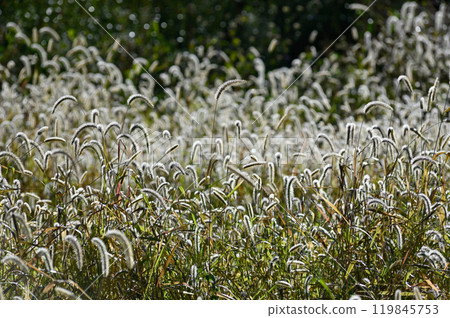 Setaria viridis Setaria viridis 119845753