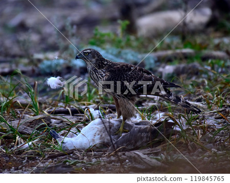 Otaka young bird 119845765