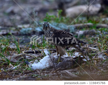 Otaka young bird 119845766