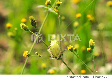 Tree frogs playing in an autumn field where Bidens frondosa flowers bloom Tree frogs playing in an autumn field where Bidens frondosa flowers bloom 119845772
