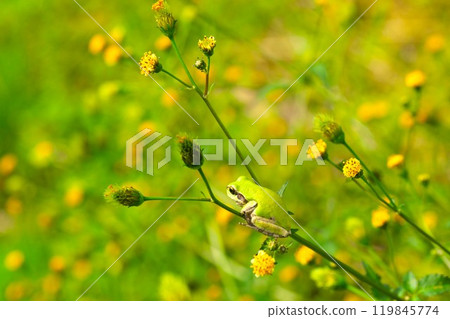 Tree frogs playing in an autumn field where Bidens frondosa flowers bloom 119845774