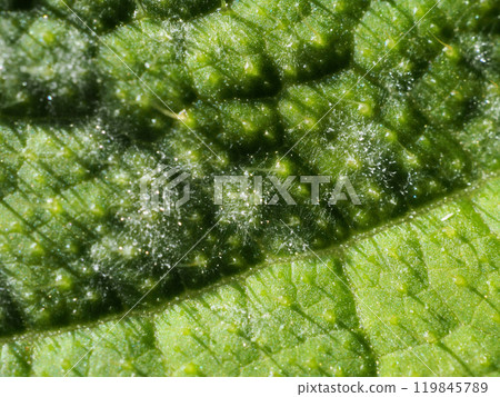 Powdery Mildew 119845789