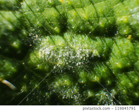 Powdery Mildew Powdery Mildew 119845791