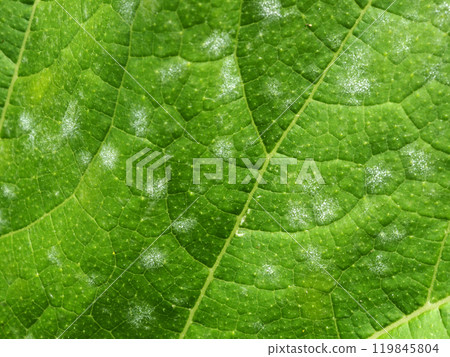 白粉病 白粉病 119845804