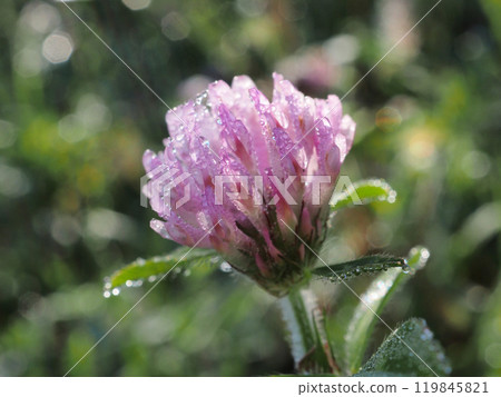 Red clover 119845821