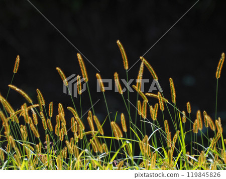 Setaria viridis Setaria viridis 119845826