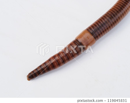 Earthworm head Earthworm head 119845831