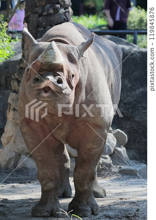 Japanese cypress 119845876