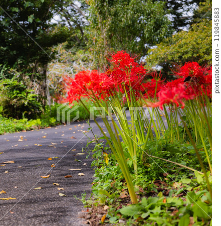Okukuji Tea Village Park: Red spider lilies Okukuji Tea Village Park: Red spider lilies 119845883