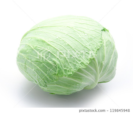 新鮮高麗菜（白色背景） 119845948