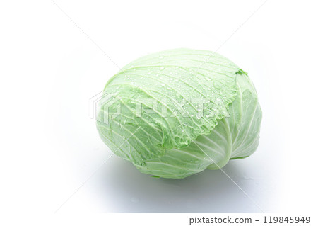新鮮高麗菜（白色背景） 119845949