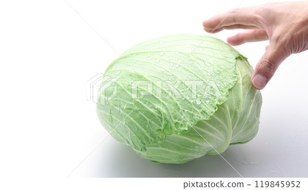 新鮮高麗菜（白色背景） 119845952