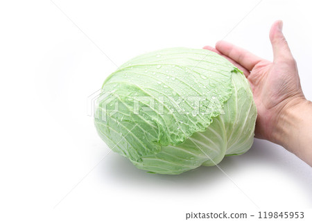 新鮮高麗菜（白色背景） 119845953
