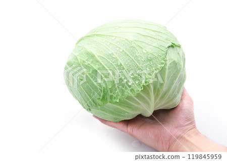 新鮮高麗菜（白色背景） 119845959