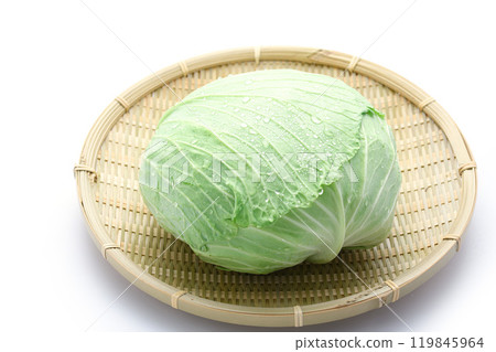 新鮮高麗菜（白色背景） 119845964
