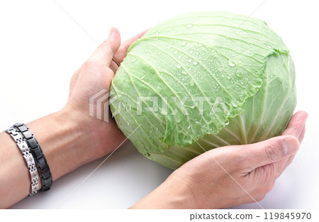 Fresh cabbage (white background) Fresh cabbage (white background) 119845970