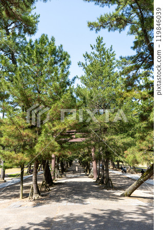Izumo City, Shimane Prefecture, Izumo Taisha Shrine's Pine Approach 119846039