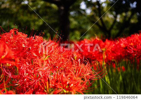 奧久寺茶之裡公園 紅蜘蛛百合風景 119846064