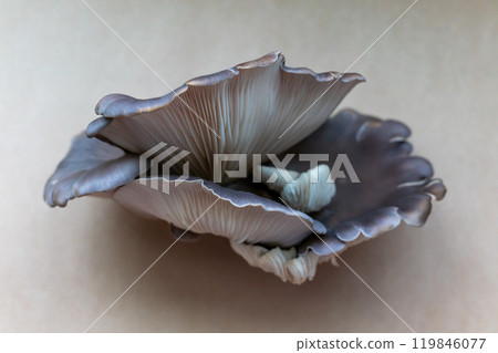 Abalone mushroom 119846077