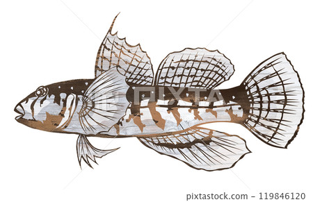 可愛的鹹水魚蝦虎魚的剪圖插圖 可愛的鹹水魚蝦虎魚的剪圖插圖 119846120