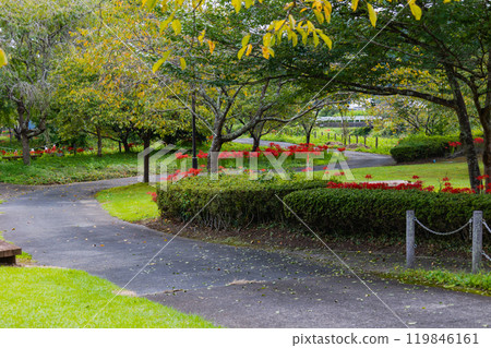 Okukuji Tea Village Park: Red spider lilies 119846161