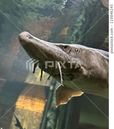 Close-Up Portrait of a Sturgeon Fish Underwater in an Aquarium Close-Up Portrait of a Sturgeon Fish Underwater in an Aquarium 119846245