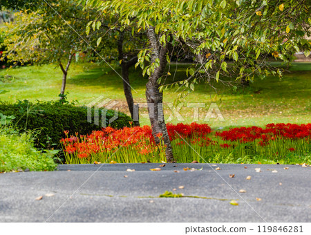 Okukuji Tea Village Park: Red spider lilies 119846281