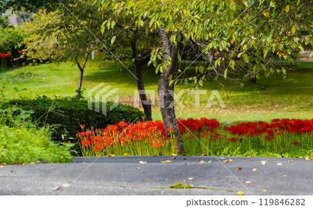 Okukuji Tea Village Park: Red spider lilies 119846282